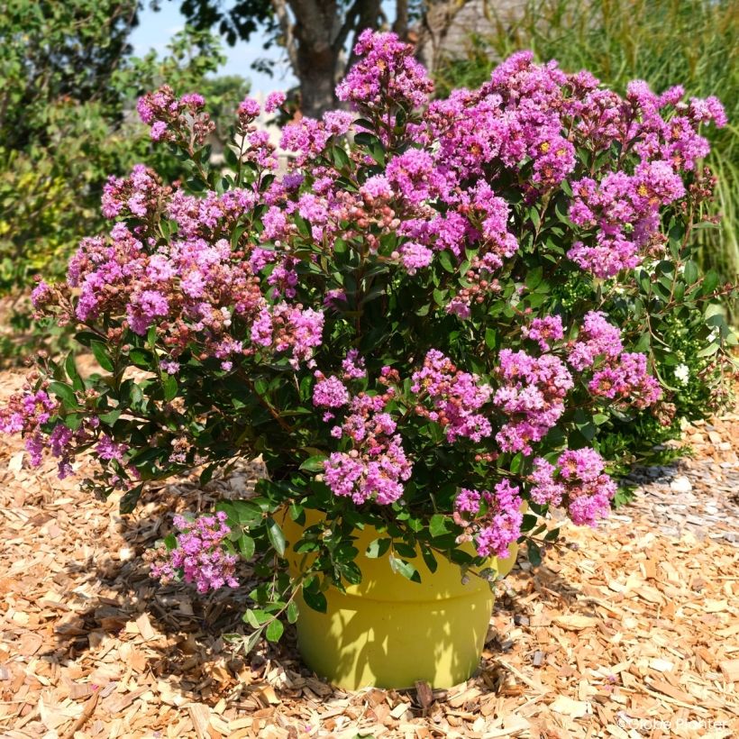 Lagerstroemia Gourmet Violetta - Mirto crespo (Porto)