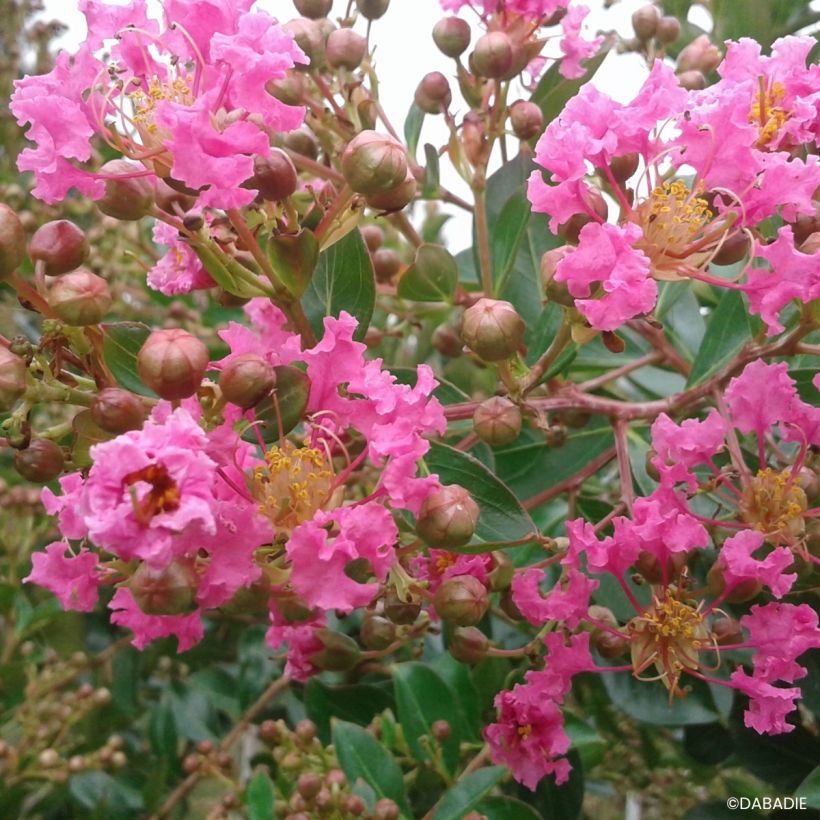 Lagerstroemia Mimie Rose - Mirto crespo (Fioritura)