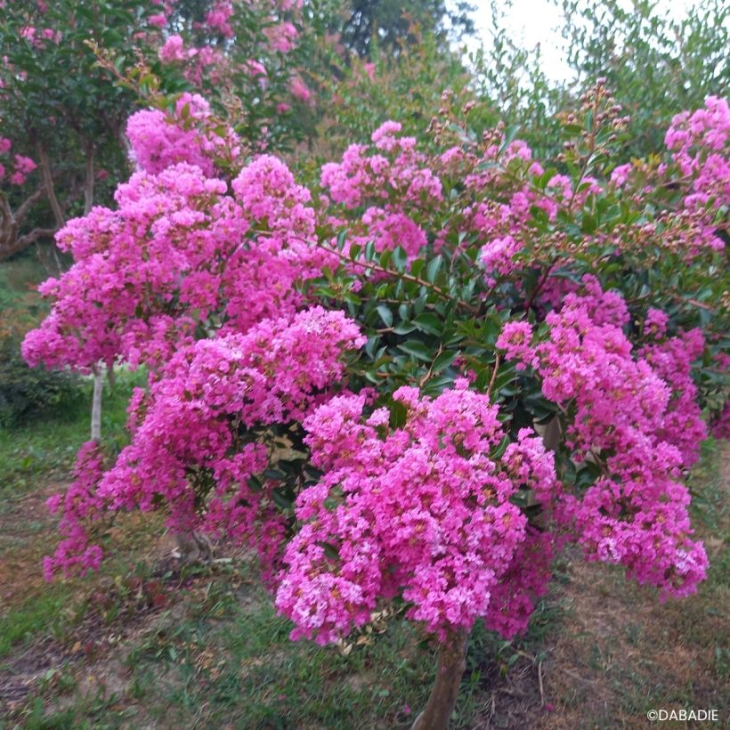 Lagerstroemia Mimie Rose - Mirto crespo (Porto)