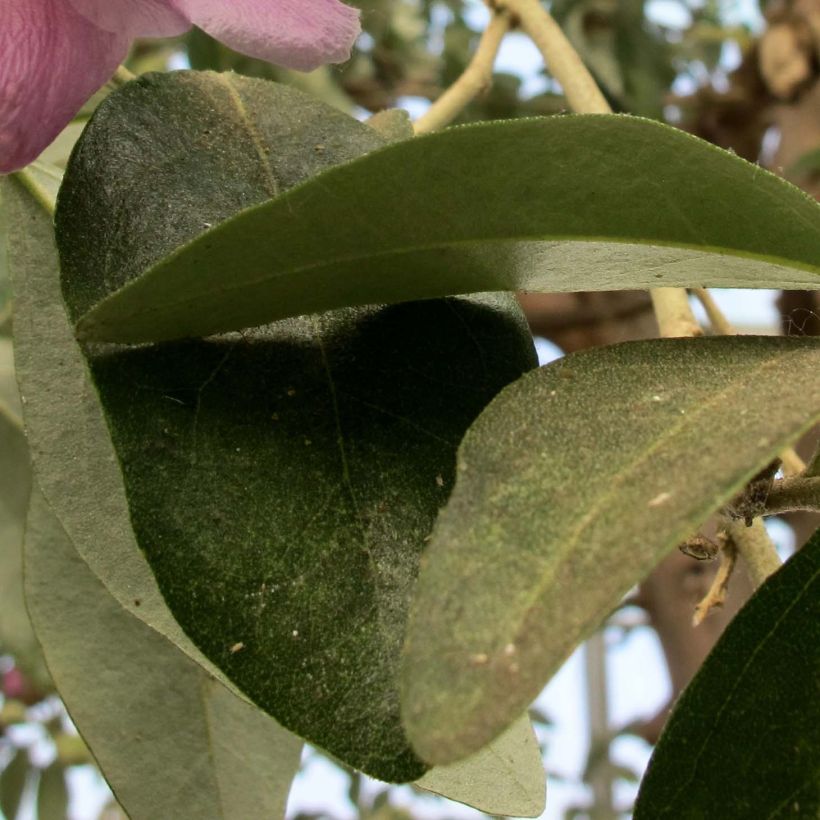 Lagunaria patersonii (Fogliame)
