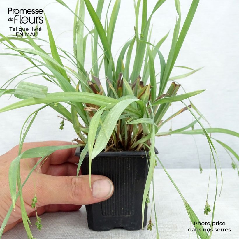 Carex laxiculmis Bunny Blue Vasetto da 8/9 cm esemplare consegnato in primavera