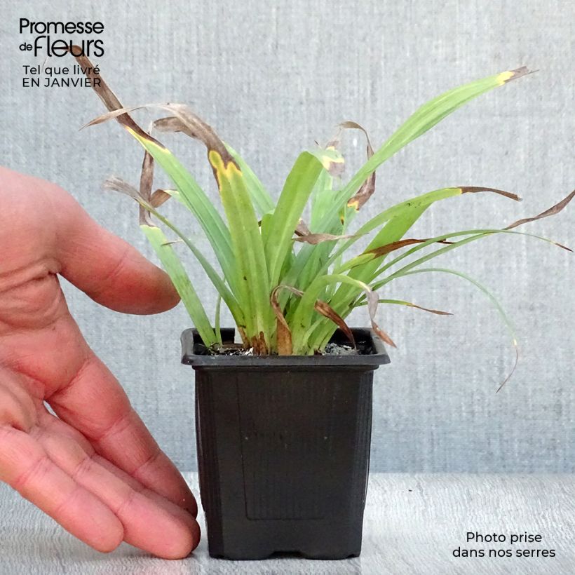 Carex laxiculmis Bunny Blue Vasetto da 8/9 cm esemplare consegnato in inverno