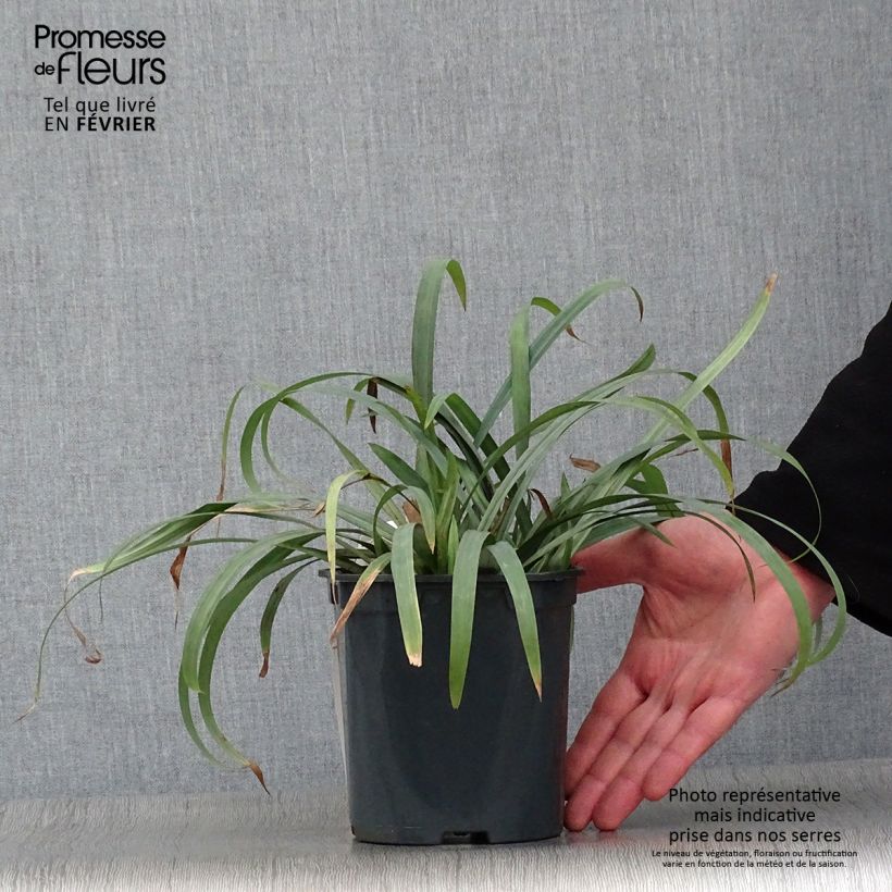 Carex laxiculmis Bunny Blue Vaso da 2L/3L esemplare consegnato in inverno