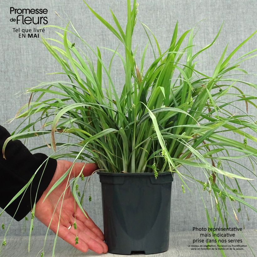 Carex laxiculmis Bunny Blue Vaso da 2L/3L esemplare consegnato in primavera