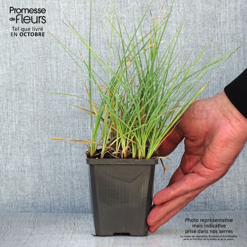 Esemplare di Carex panicea - Carice migliacea Vasetto da 8/9 cm come consegnato in autunno