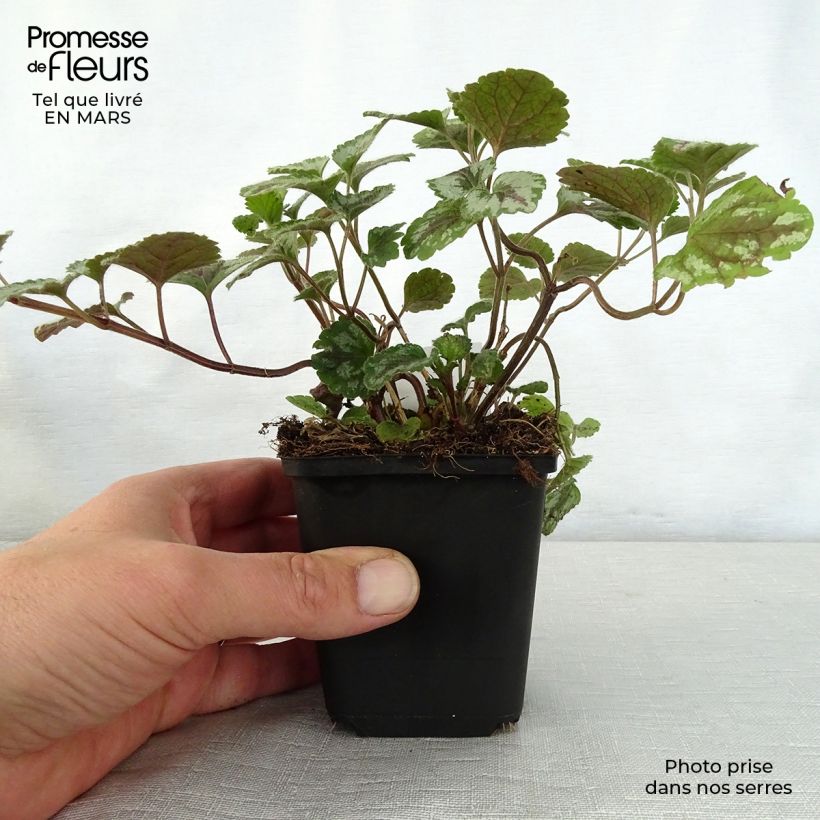 Lamium galeobdolon Florentinum Vasetto da 8/9 cm esemplare consegnato in primavera