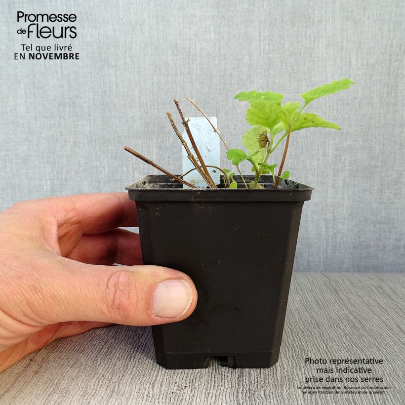 Esemplare di Lamium galeobdolon Florentinum Vasetto da 8/9 cm come consegnato in autunno