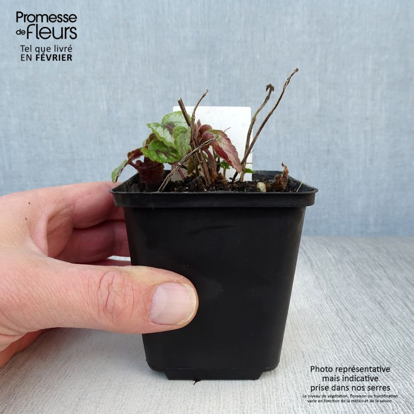 Lamium galeobdolon Florentinum Vasetto da 8/9 cm esemplare consegnato in inverno