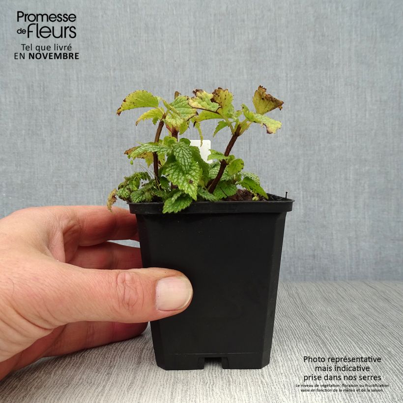 Esemplare di Lamium galeobdolon Hermann's Pride Vasetto da 8/9 cm come consegnato in autunno