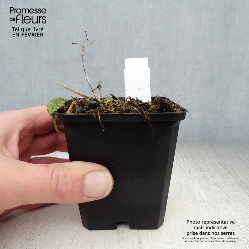 Lamium galeobdolon Hermann's Pride Vasetto da 8/9 cm esemplare consegnato in inverno