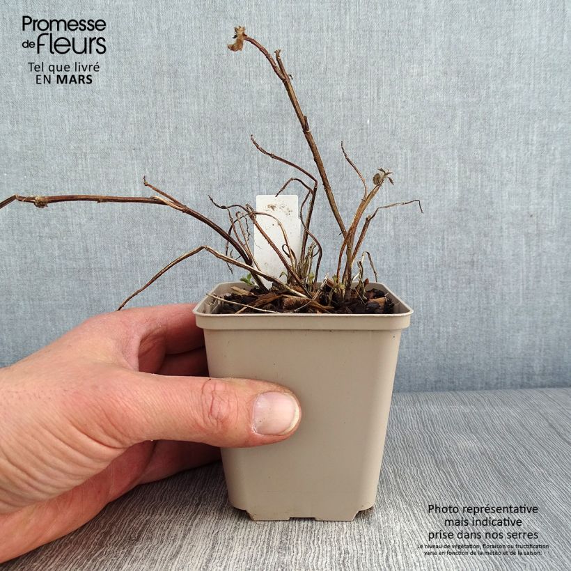 Lamium galeobdolon Kirkcudbright Dwarf Vasetto da 8/9 cm esemplare consegnato in inverno