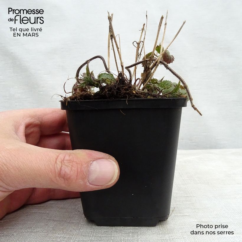 Lamium galeobdolon - Falsa ortica gialla Vasetto da 8/9 cm esemplare consegnato in primavera