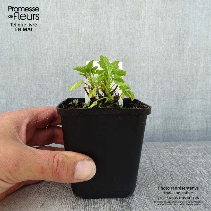 Lamium maculatum Album Vasetto da 8/9 cm esemplare consegnato in primavera