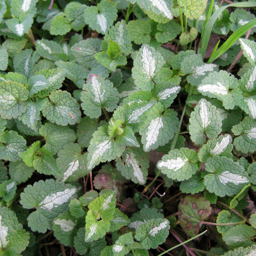 Lamium maculatum Album (Fogliame)