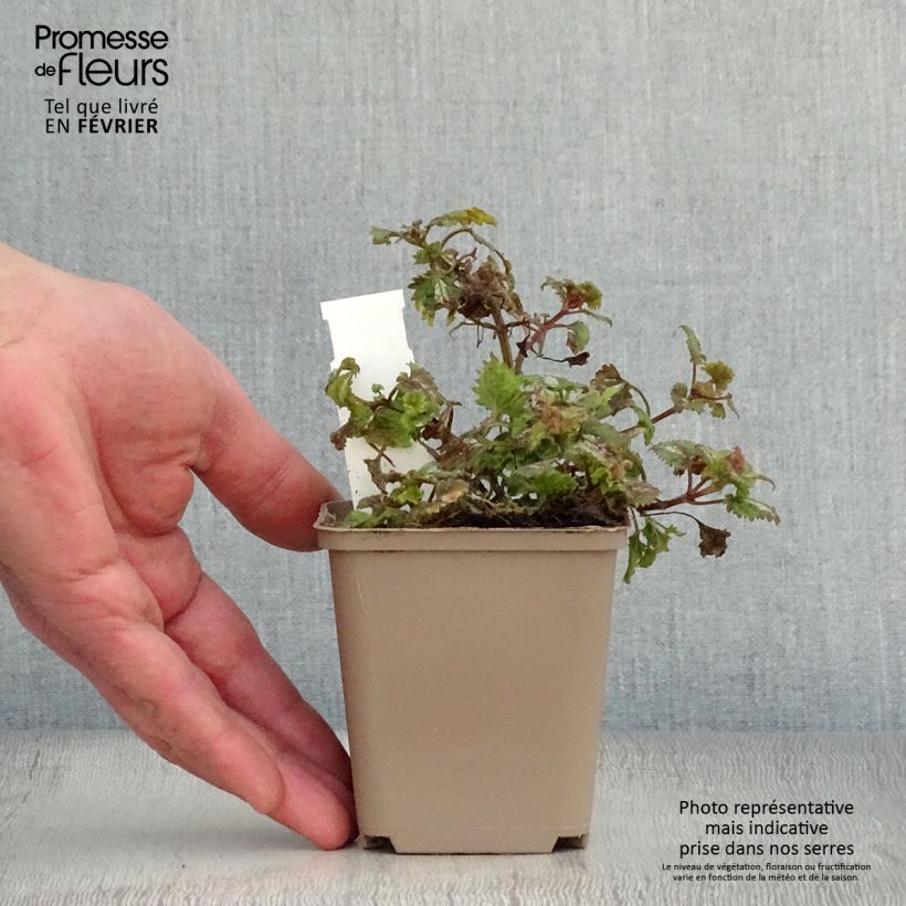 Lamium maculatum Anne Greenaway Vasetto da 8/9 cm esemplare consegnato in inverno