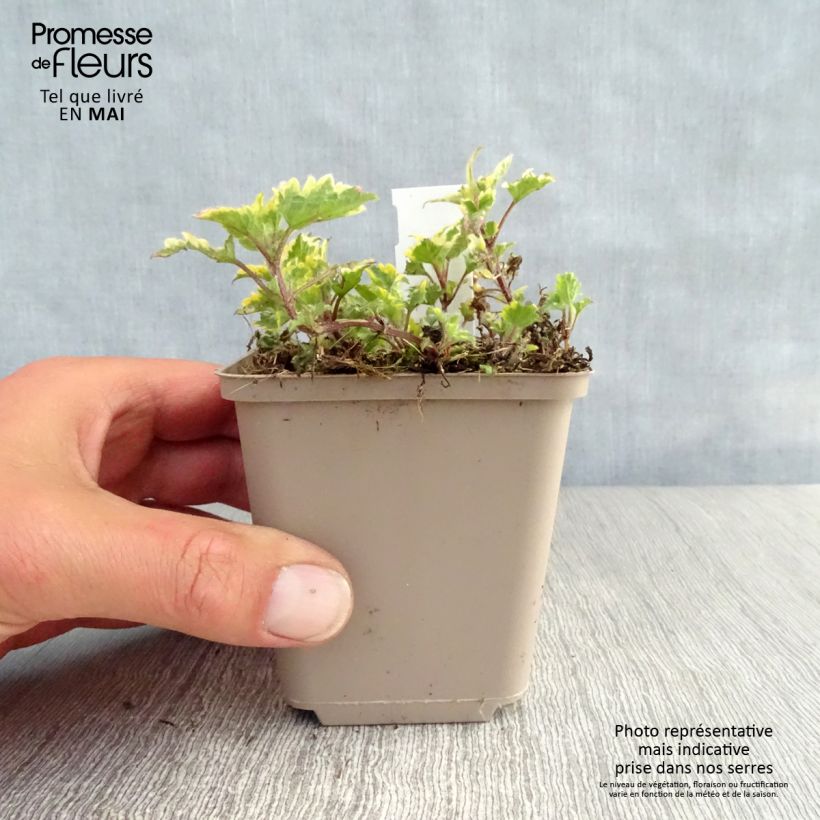 Lamium maculatum Anne Greenaway Vasetto da 8/9 cm esemplare consegnato in primavera