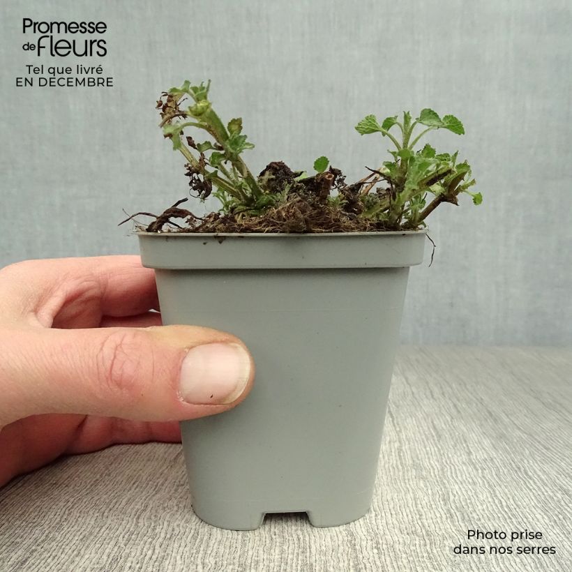 Lamium maculatum Beacon Silver Vasetto da 8/9 cm esemplare consegnato in inverno