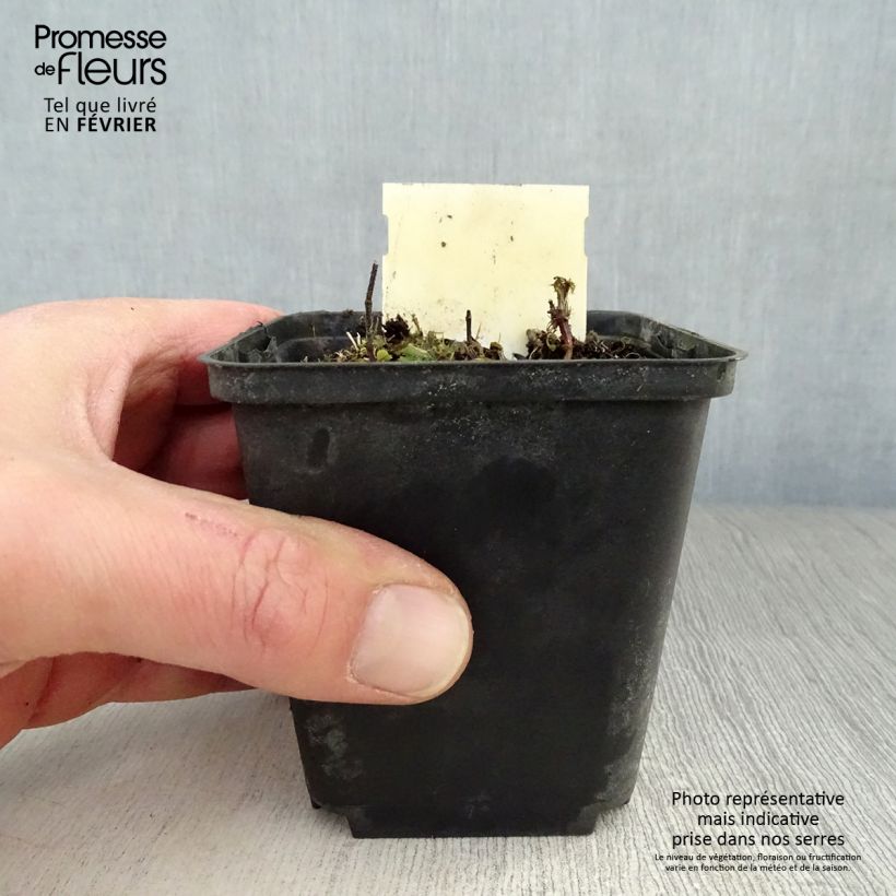 Lamium maculatum Chequers Vasetto da 8/9 cm esemplare consegnato in inverno