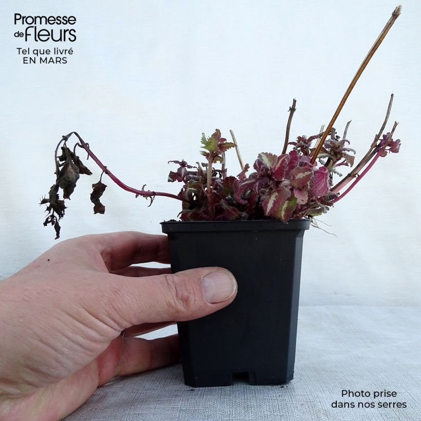 Lamium maculatum Chequers Vasetto da 8/9 cm esemplare consegnato in primavera