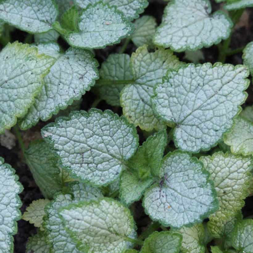 Lamium maculatum Pink Pewter (Fogliame)