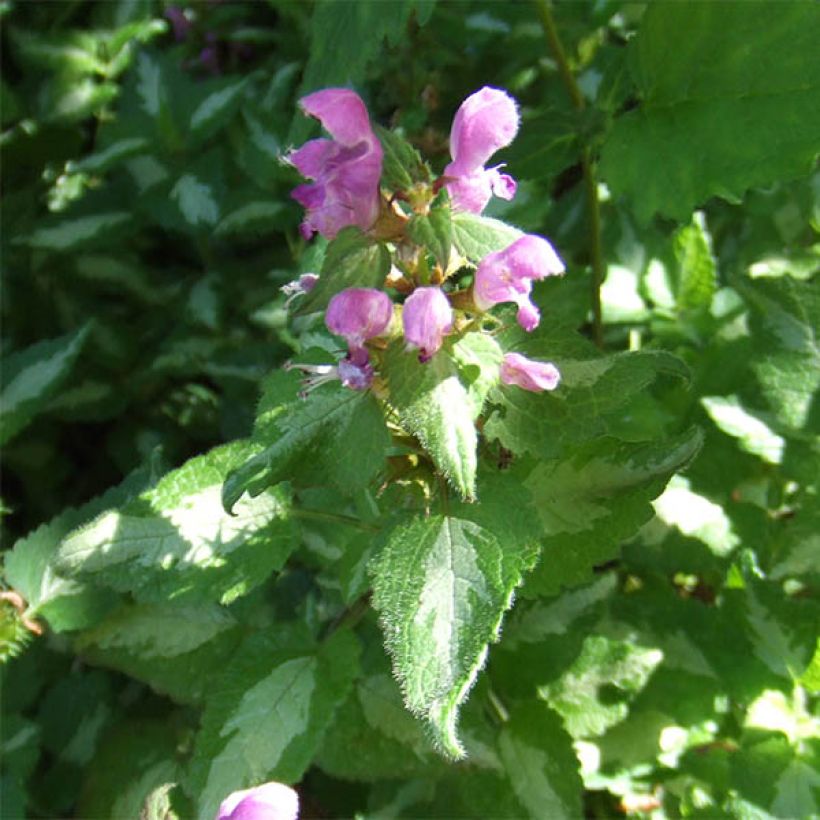 Lamium maculatum Pink Pewter (Fioritura)