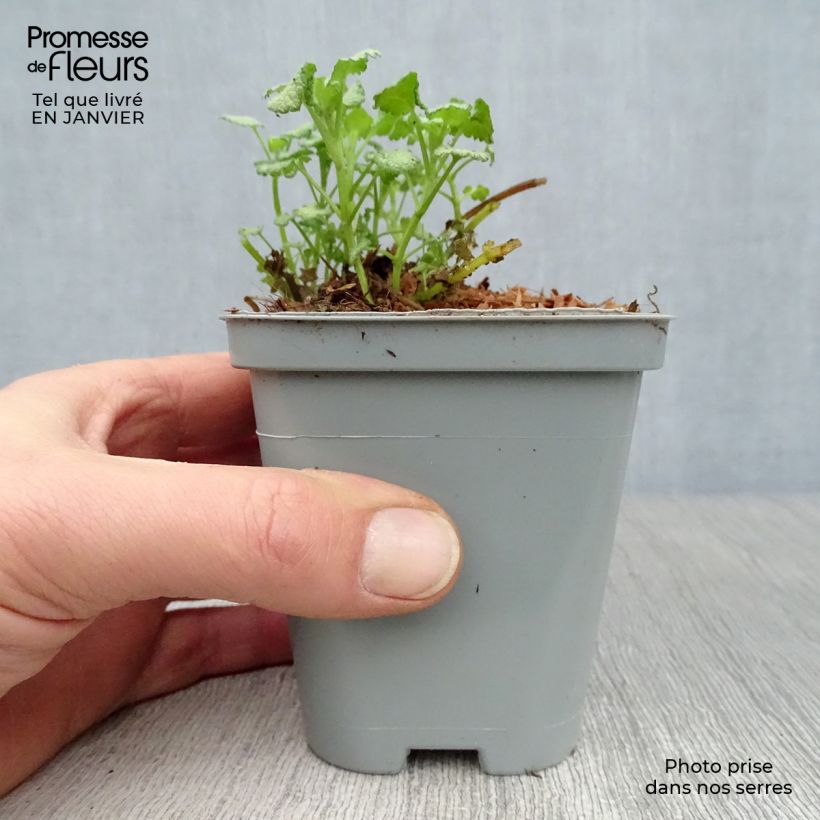 Lamium maculatum Pink Pewter Vasetto da 8/9 cm esemplare consegnato in inverno