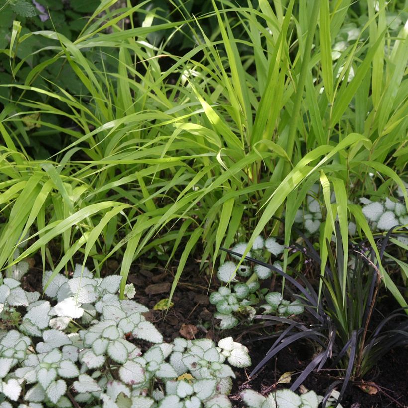 Lamium maculatum Pink Pewter (Porto)