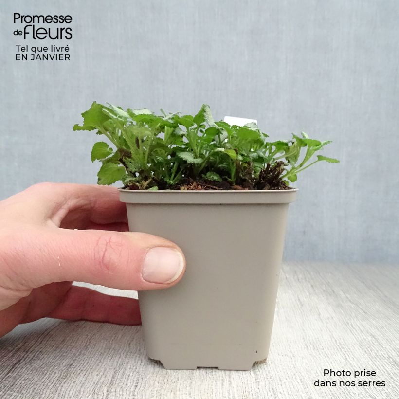 Lamium maculatum Purple Dragon Vasetto da 8/9 cm esemplare consegnato in inverno
