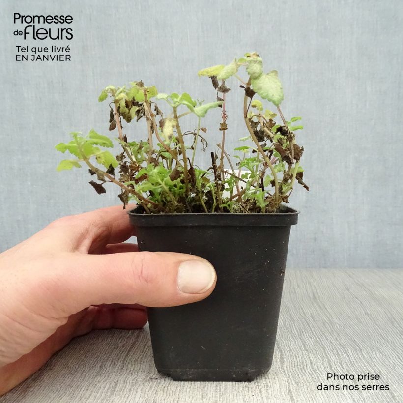 Lamium maculatum Red Nancy Vasetto da 8/9 cm esemplare consegnato in inverno