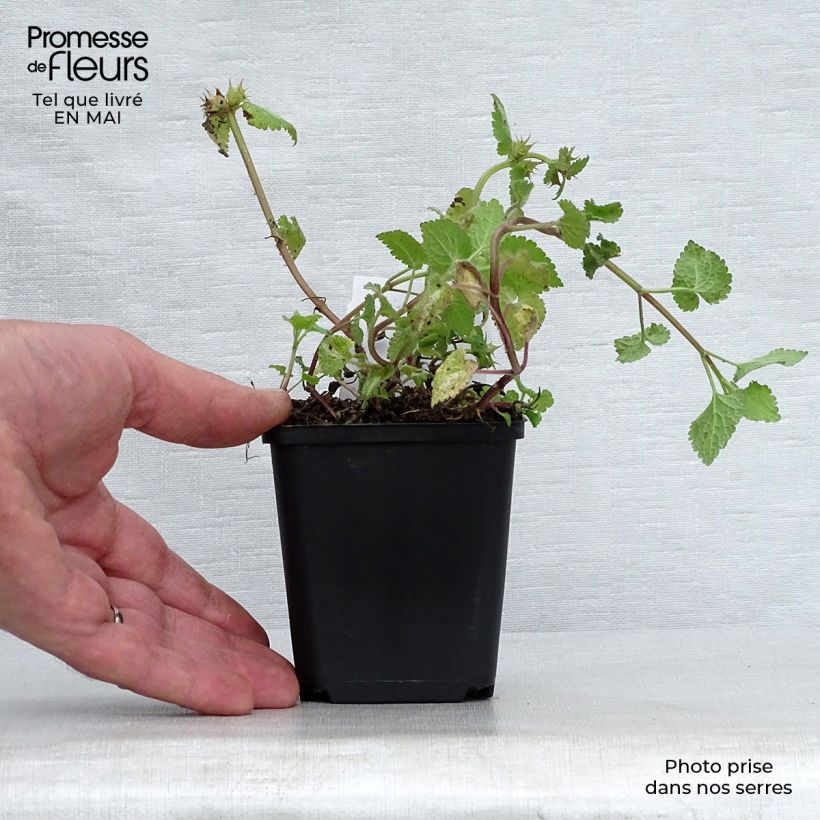 Lamium maculatum Roseum Vasetto da 8/9 cm esemplare consegnato in primavera