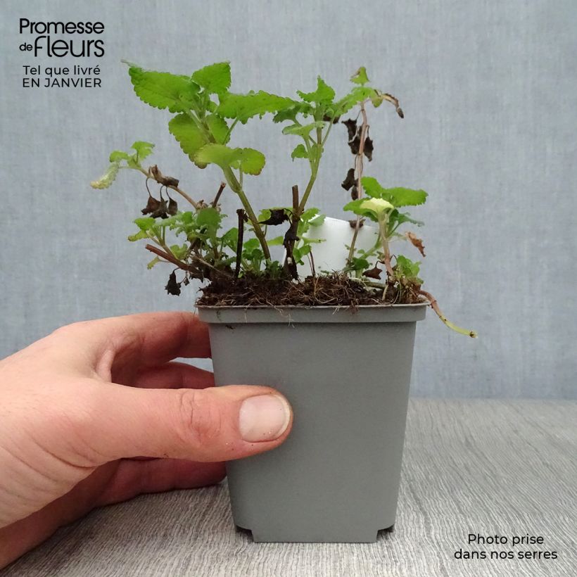 Lamium maculatum Roseum Vasetto da 8/9 cm esemplare consegnato in inverno