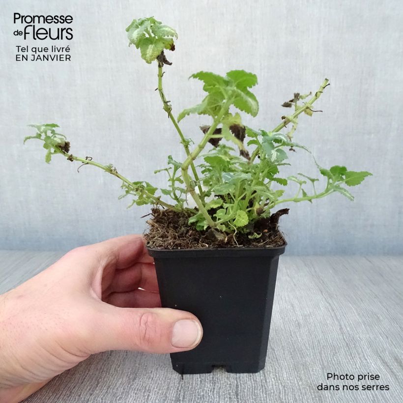 Lamium maculatum Shell Pink Vasetto da 8/9 cm esemplare consegnato in inverno