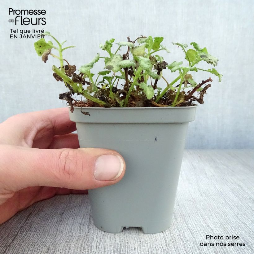 Lamium maculatum White Nancy Vasetto da 8/9 cm esemplare consegnato in inverno