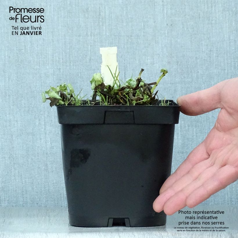 Lamium maculatum White Nancy Vaso da 2L/3L esemplare consegnato in inverno