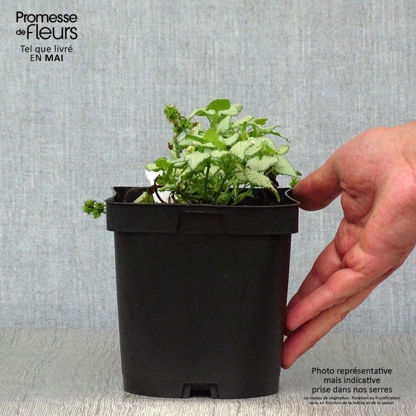 Lamium maculatum White Nancy Vaso da 2L/3L esemplare consegnato in primavera