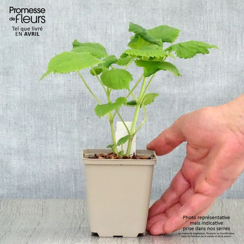 Lamium orvala Album Vasetto da 8/9 cm esemplare consegnato in primavera