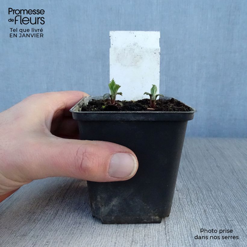 Lamium orvala - Falsa ortica maggiore Vasetto da 8/9 cm esemplare consegnato in inverno