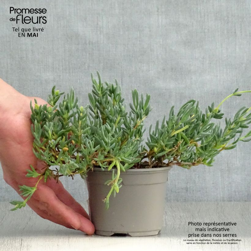 Lampranthus aurantiacus Fleurs roses Vasetto da 8/9 cm esemplare consegnato in primavera