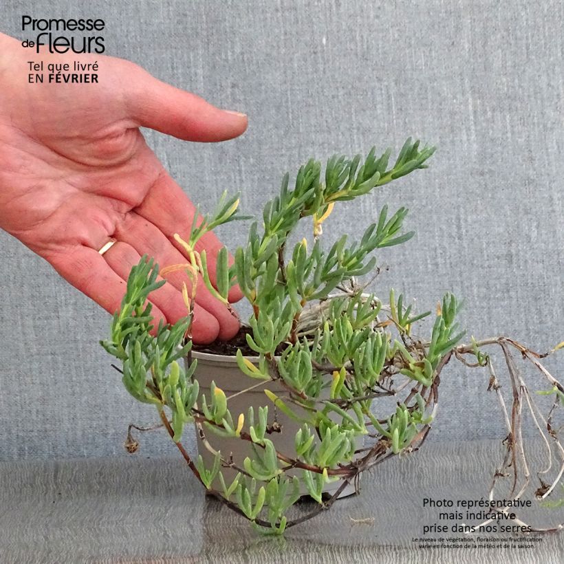 Lampranthus aurantiacus Fleurs roses Vasetto da 8/9 cm esemplare consegnato in inverno