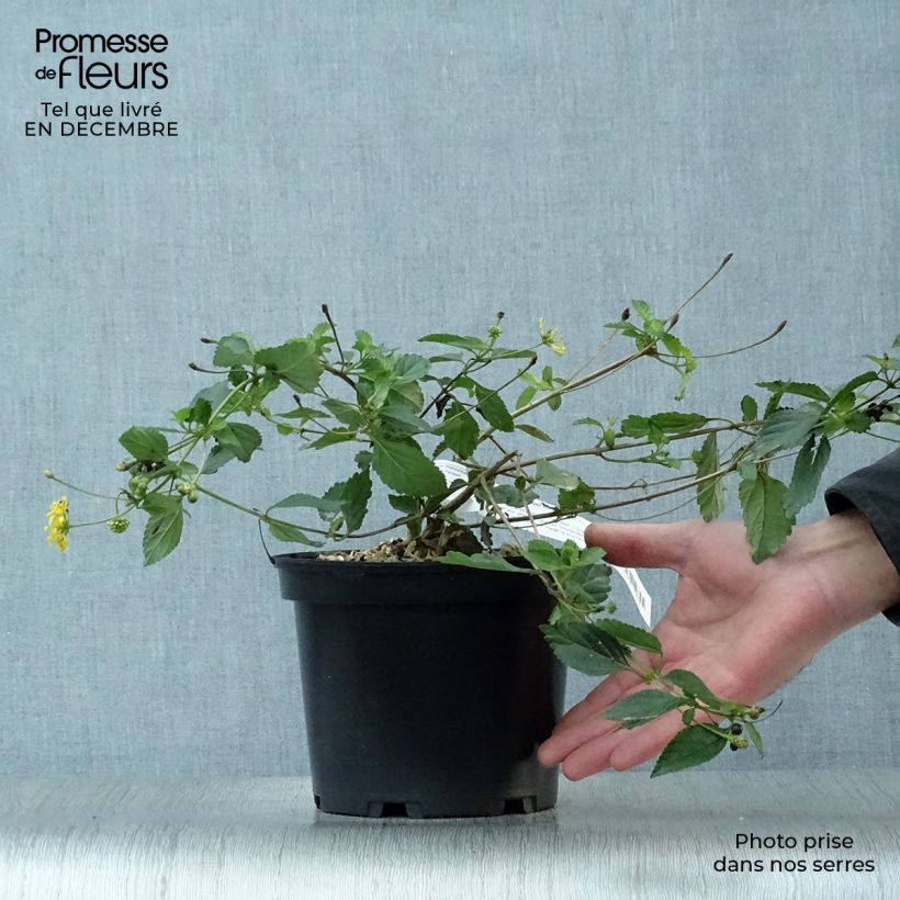 Lantana Chapel Hill Gold Vaso da 2L/3L esemplare consegnato in inverno