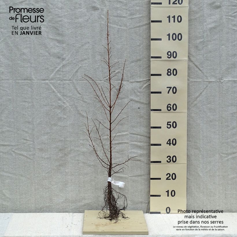 Larix kaempferi - Larice del Giappone Piante piccole a radice nuda esemplare consegnato in inverno