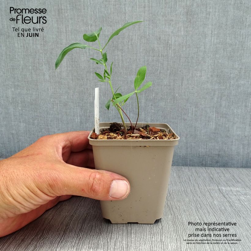 Laserpitium siler - Laserpizio sermontano Vasetto da 8/9 cm esemplare consegnato in primavera