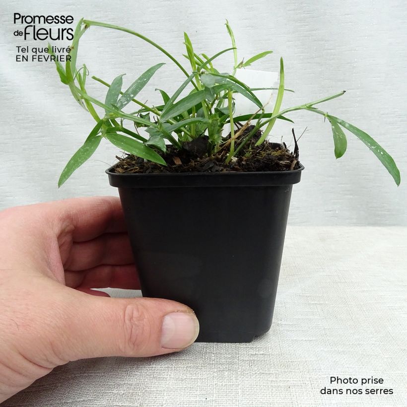 Lathyrus latifolius Pink Pearl Vasetto da 8/9 cm esemplare consegnato in inverno