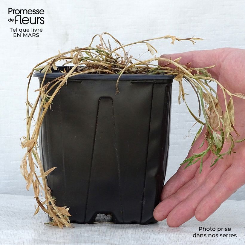 Lathyrus latifolius Pink Pearl Vaso da 2L/3L esemplare consegnato in primavera