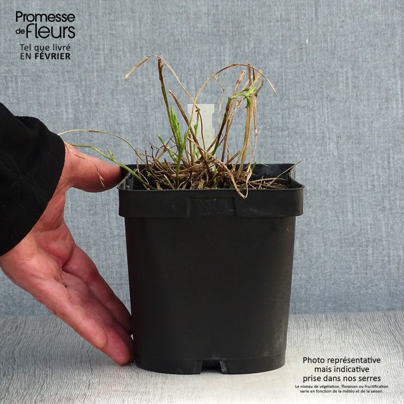 Lathyrus latifolius Pink Pearl Vaso da 2L/3L esemplare consegnato in inverno