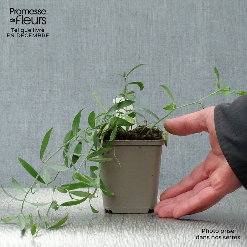 Lathyrus latifolius Red Pearl Vasetto da 8/9 cm esemplare consegnato in inverno