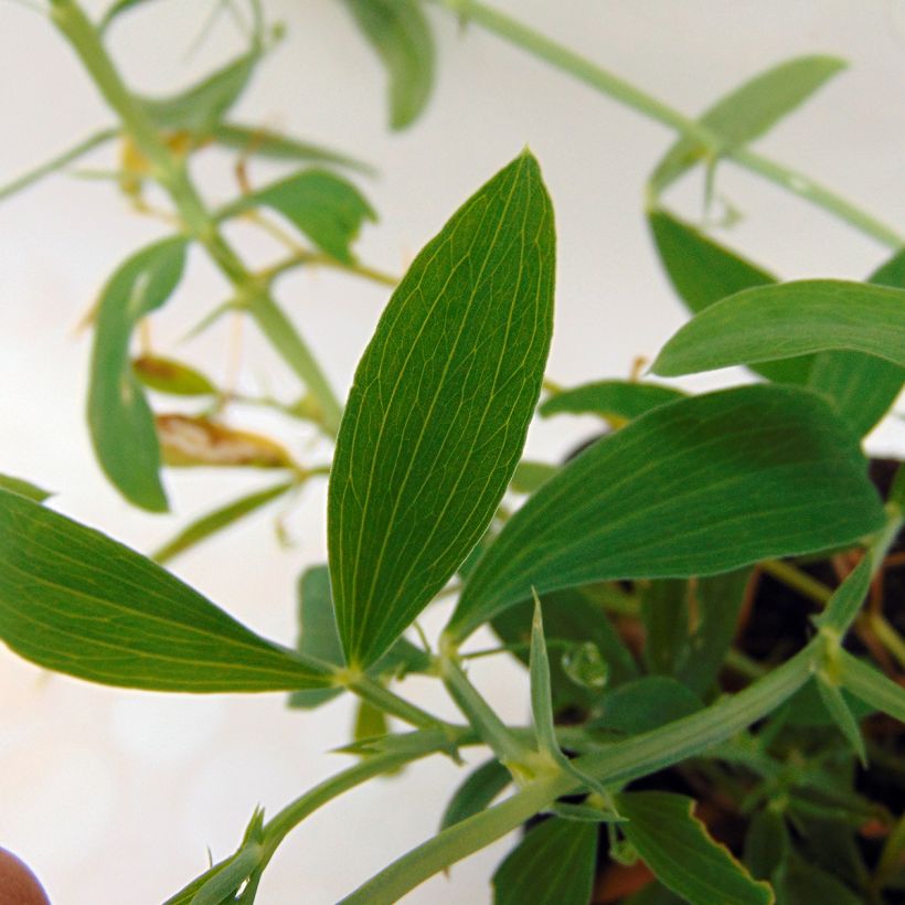 Lathyrus latifolius White Pearl (Fogliame)