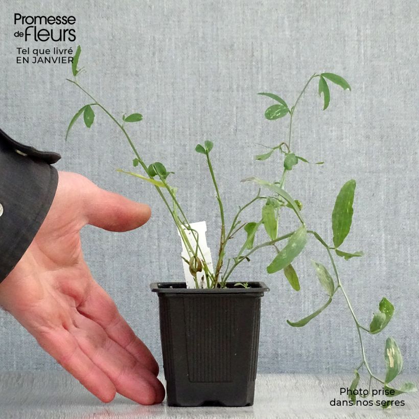 Lathyrus latifolius White Pearl Vasetto da 8/9 cm esemplare consegnato in inverno