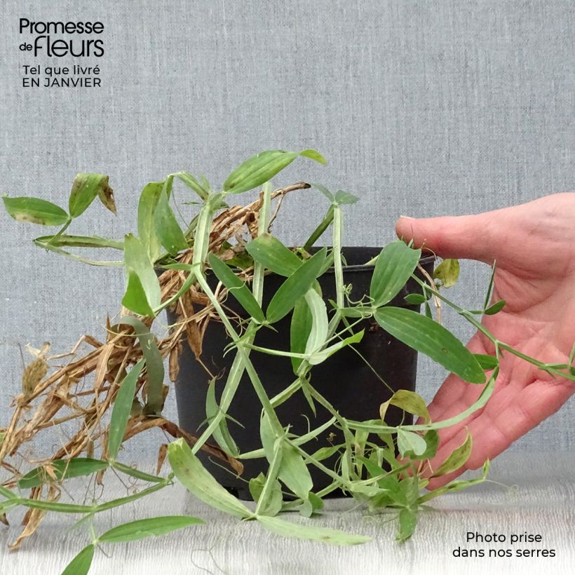 Lathyrus latifolius White Pearl Vaso da 2L/3L esemplare consegnato in inverno