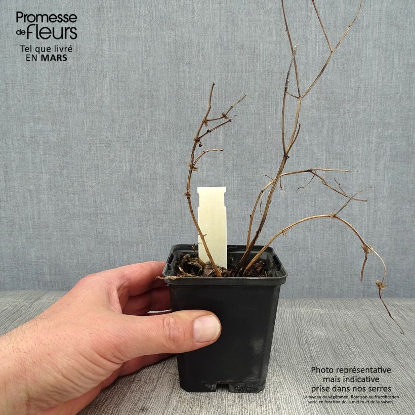 Lathyrus niger - Cicerchia nera Vasetto da 8/9 cm esemplare consegnato in inverno